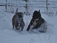 rustic cane corso